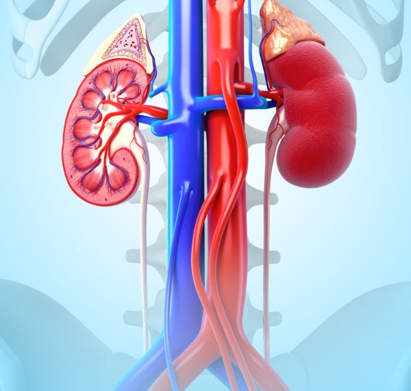 nephrology
